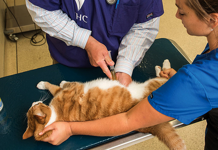 Сколько стоит стерилизация кошки в егорьевске